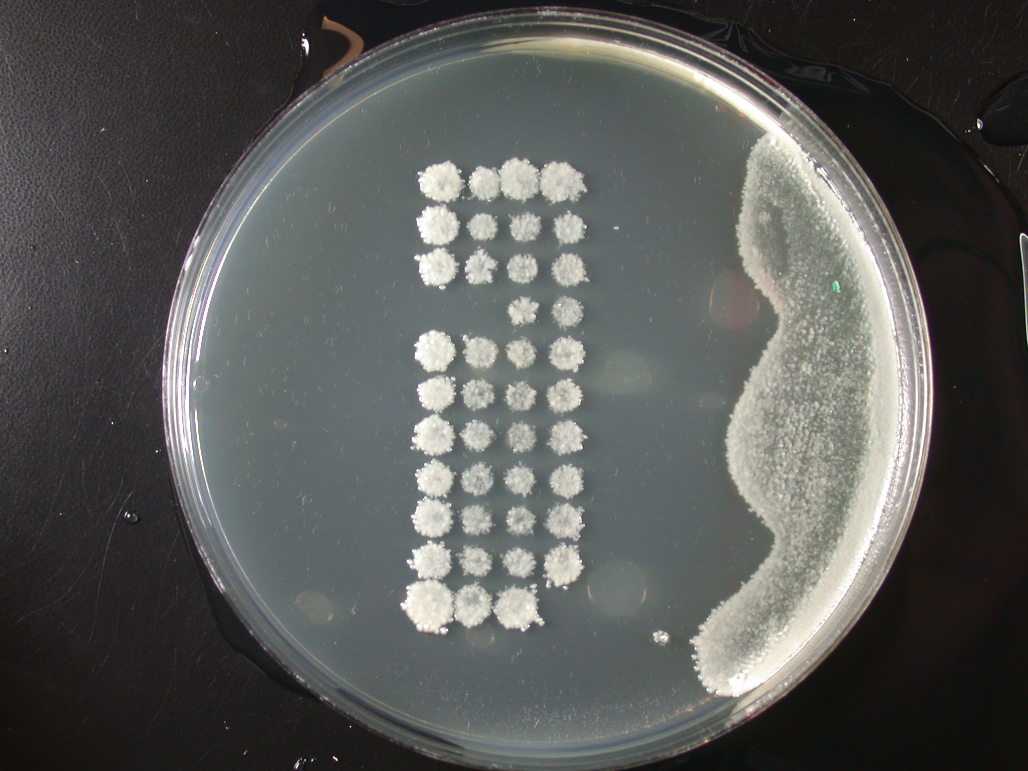 Tetrad Dissection - Get Your Science On Wiki