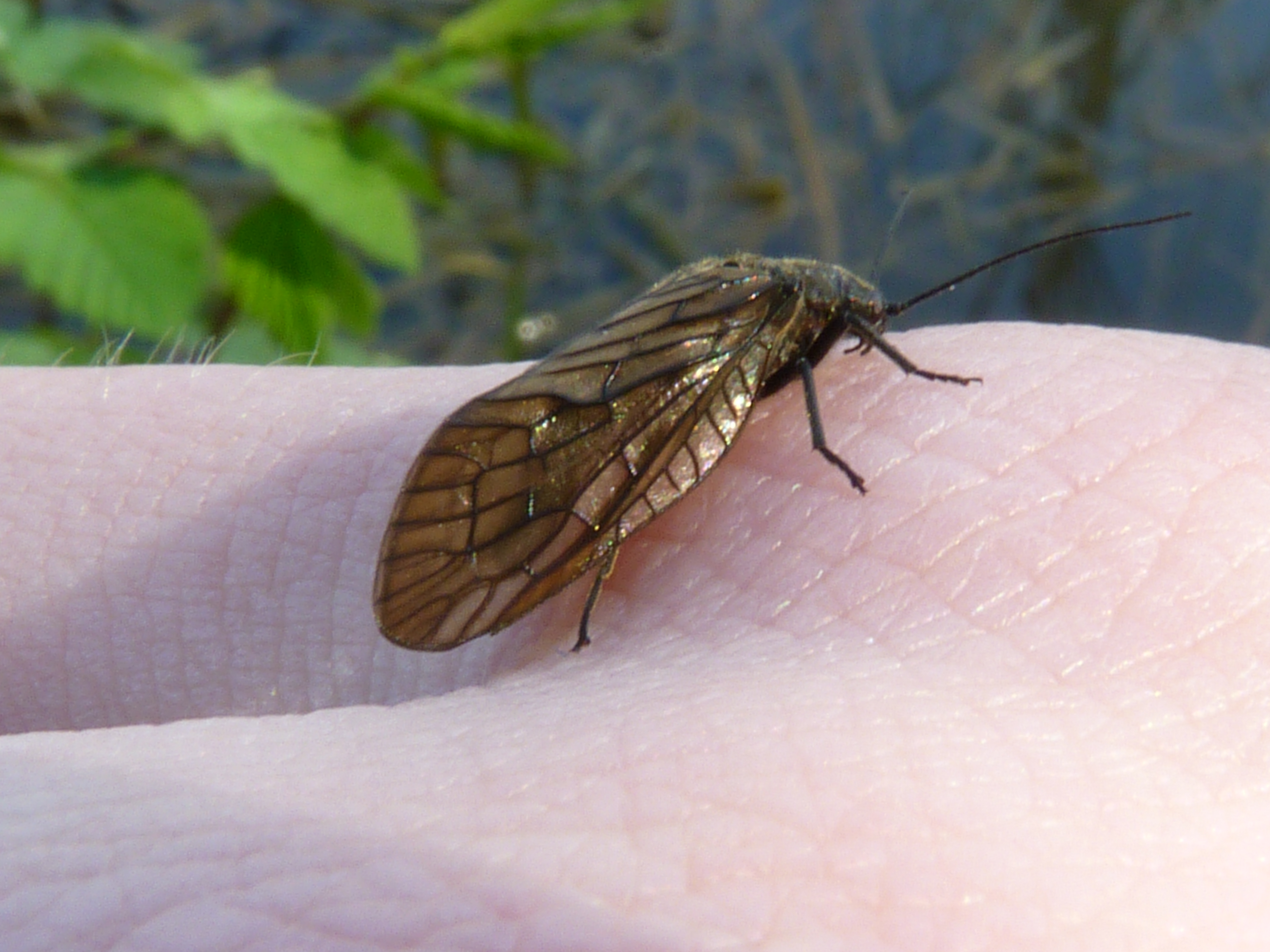 Alder Fly - British Wildlife Wiki