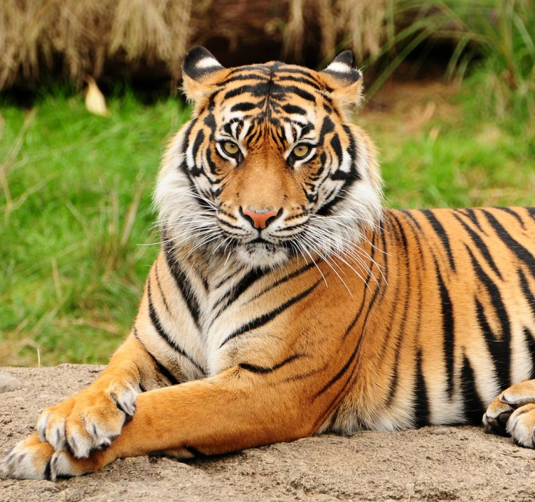 Tigre_de_bengala_wiki.png